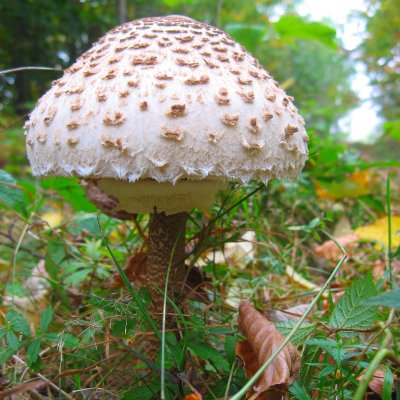 Mazza di tamburo (Macroleliota procera) - foto tratta dall'archivio fotografico della Provincia di Cuneo Mazza di tamburo (Macroleliota procera)