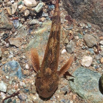 Scazzone (Cottus gobio) - foto tratta dall'archivio fotografico della Provincia di Cuneo immagine di Scazzone (Cottus gobio)