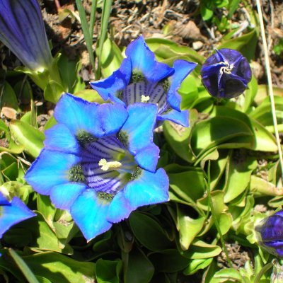 Gentiana - foto tratta dall'archivio fotografico della Provincia di Cuneo Immagine di flora spontanea