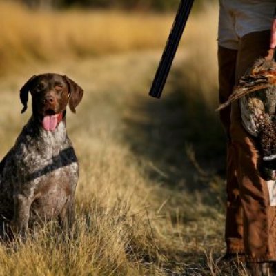 Cane da caccia Cacciatore con cane - foto tratta dall'archivio fotografico della Provincia di Cuneo Cane da caccia Cacciatore con cane - foto tratta dall'archivio fotografico della Provincia di Cuneo
