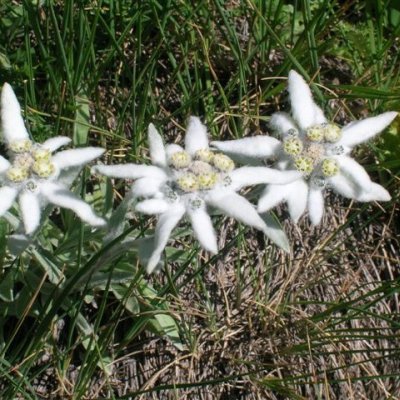 Stella alpina (Lentopodium nivale) - foto tratta dall'archivio fotografico della Provincia di Cuneo Stella alpina (Lentopodium nivale)