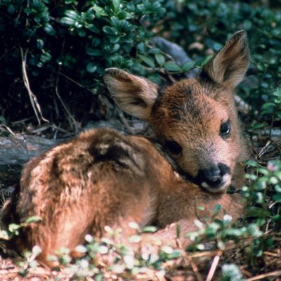 Cucciolo di capriolo 