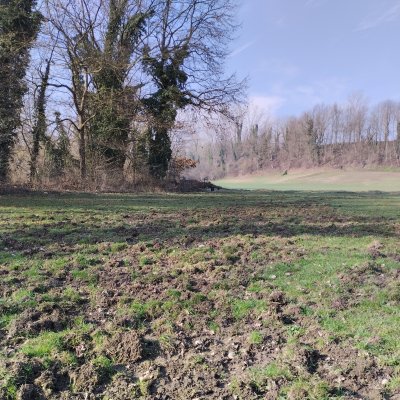 Danni da cinghiale su prato - foto tratta dall'archivio fotografico della Provincia di Cuneo Danni da cinghiale su prato